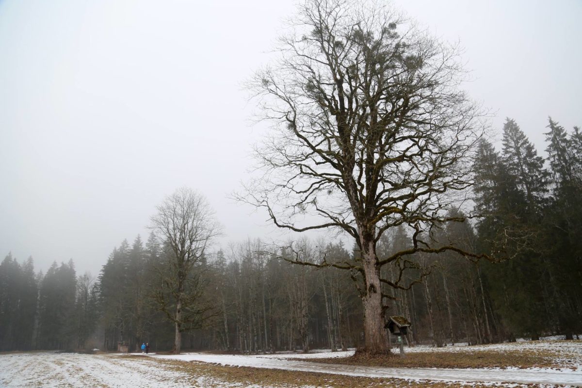 Naturdenkmal: Drei Bergahorne in Weißenbach bei Liezen