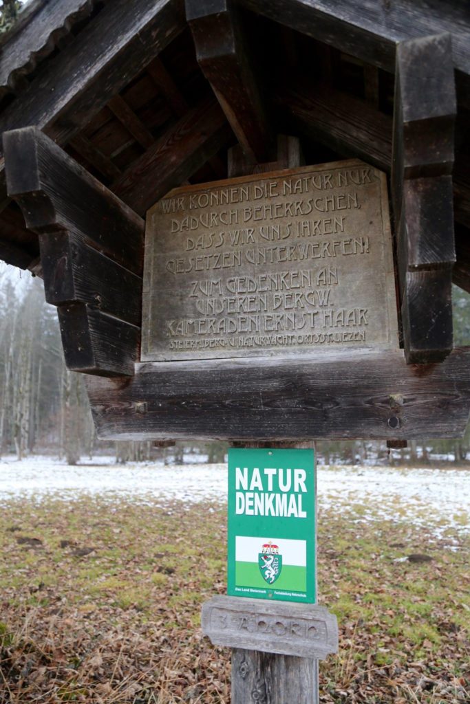 naturdenkmal-bergahorn-weissenbach-liezen-berg-und-naturwacht-2