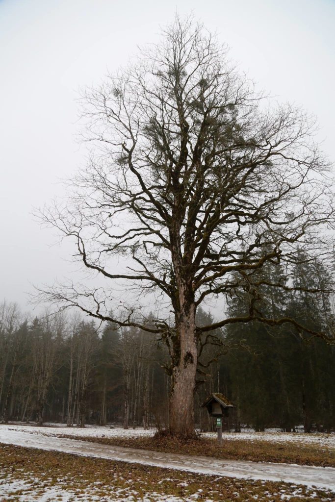 naturdenkmal-bergahorn-weissenbach-liezen-berg-und-naturwacht-3