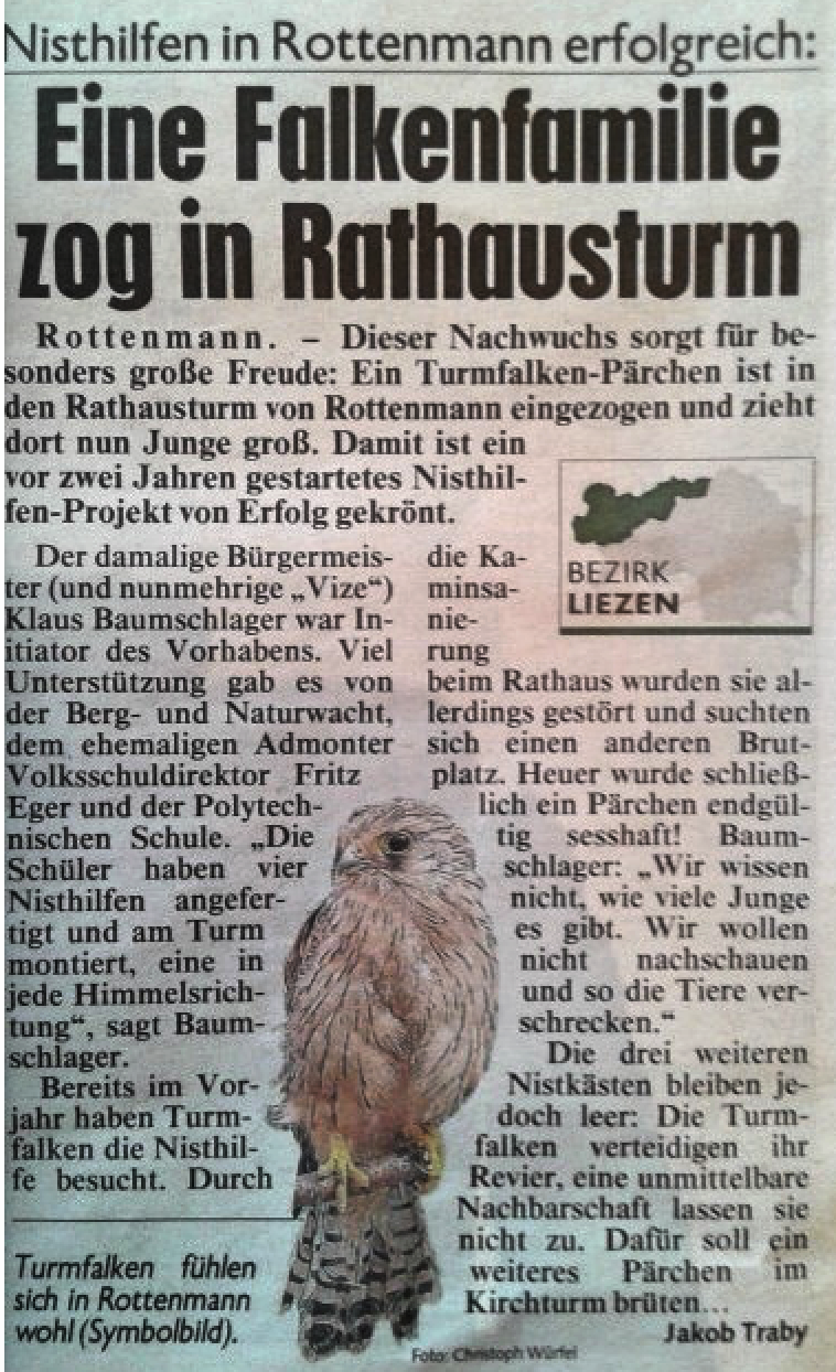 Kronen Zeitung: Eine Falkenfamilie zog in Rathausturm