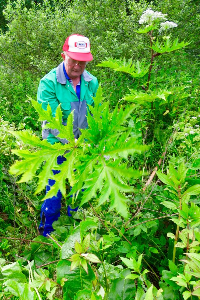 riesenbaerenklau-berg-und-naturwacht-liezen-selzthal-lassing-Neophyten-IMG_1263