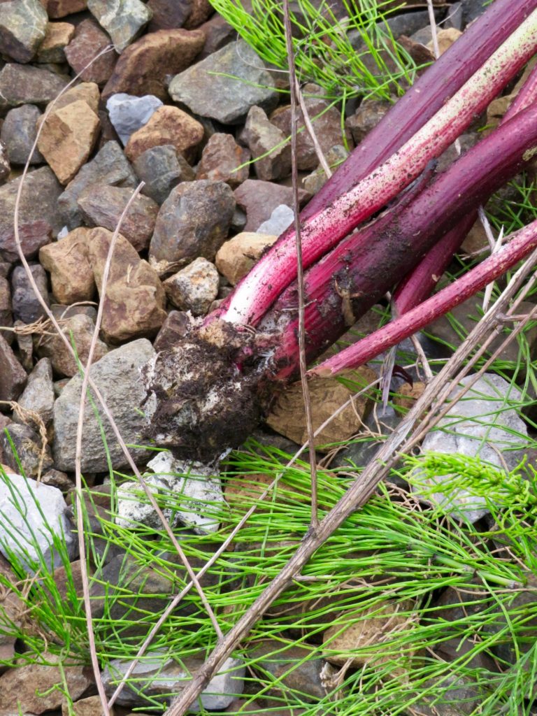 riesenbaerenklau-berg-und-naturwacht-liezen-selzthal-lassing-Neophyten-IMG_1264