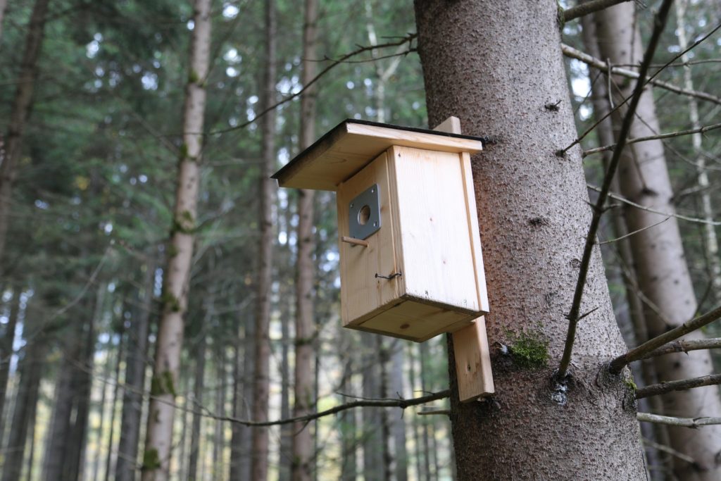 nistkaesten-rottenmann-berg-und-naturwacht-ronald-barth-enrico-radaelli-6