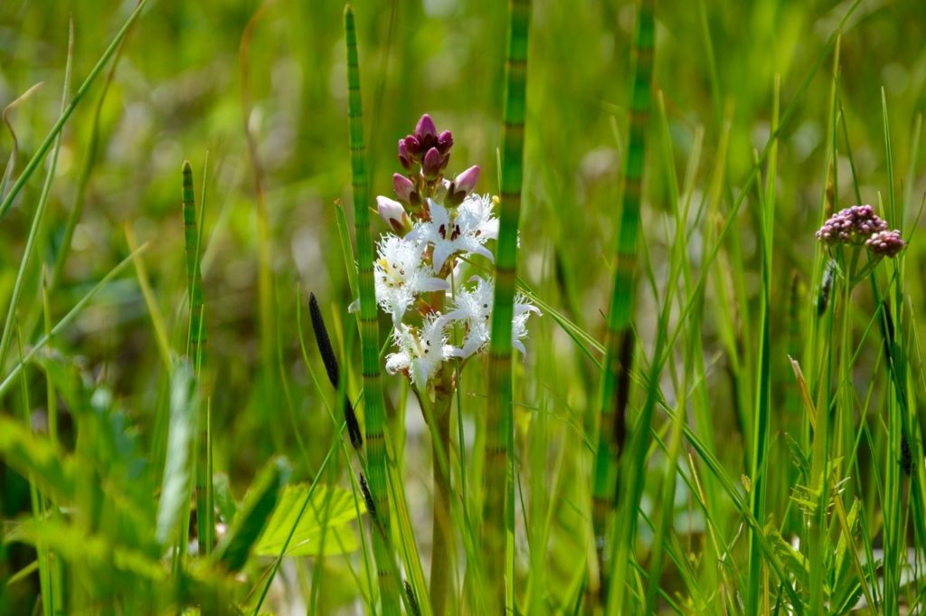 berg-und-naturwacht-liezen-oppenberger-moor-naturschutzgebiet-rottenmann_5842