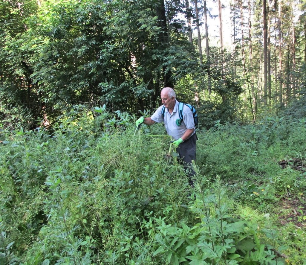 neophyten-aktion-berg-und-naturwacht-rottenmann-klaus-herzmaier-polytechnische-schule_5697_Fotor