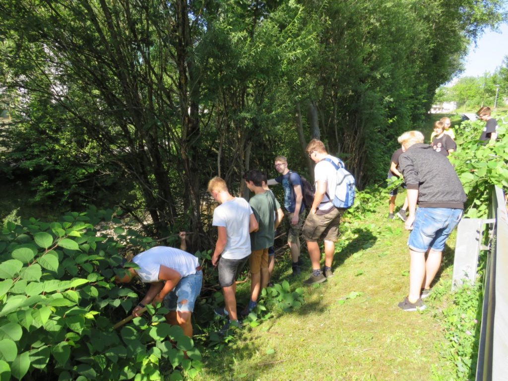 neophyten-aktion-berg-und-naturwacht-rottenmann-klaus-herzmaier-polytechnische-schule_5703